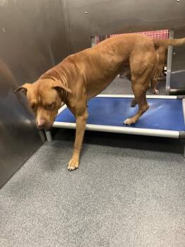 DONNIE -  Mixed Breed Dog for Adoption in Dallas, Texas - DONNIE | PetCurious