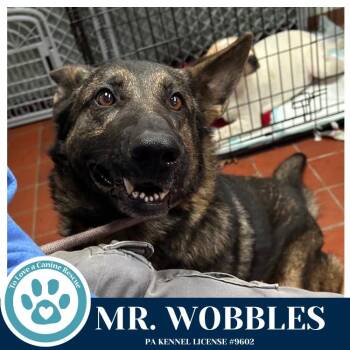 German Shepherd Dog Dogs Available for Adoption in Kimberton, Pennsylvania - Mr. Wobbles 042526 | PetCurious