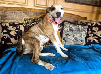 Byrdie -  Boxer Dog for Adoption in Boerne, Texas - Byrdie | PetCurious