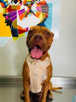 Clara -  Boxer Dog for Adoption in Santa Monica, California - Clara | PetCurious