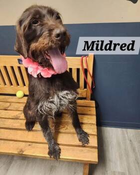 German Wirehaired Pointer Dogs Available for Adoption in Cleveland, Ohio - Mildred | PetCurious