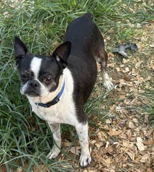 Ethel -  Boston Terrier Dog for Adoption in Brownstown, Indiana - Ethel | PetCurious