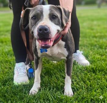 Pit Bull Terrier Dogs Available for Adoption in Roswell, Georgia - Korra | PetCurious