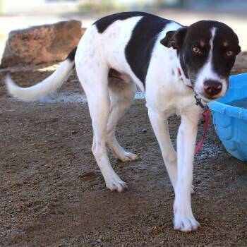 Rubble -  Mixed Breed Dog for Adoption in Las Cruces, New Mexico - Rubble | PetCurious