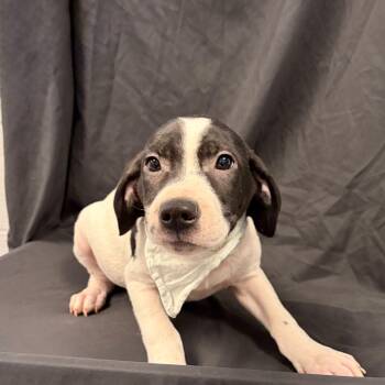 Mixed Breed Dogs Available for Adoption in Canal Winchester, Ohio - Monet | PetCurious