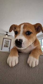 Sam (AVAILABLE 8/17) -  Mixed Breed Dog for Adoption in Leverett, Massachusetts - Sam (AVAILABLE 8/17) | PetCurious