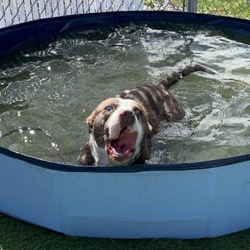 Beau -  Mixed Breed Dog for Adoption in Bristol, Indiana - Beau | PetCurious
