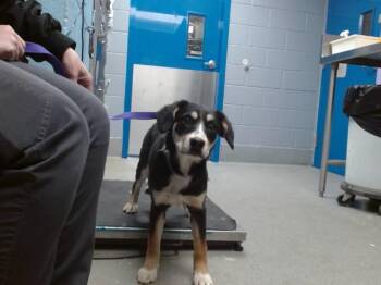 Beagle and Dachshund Dogs Available for Adoption - QUITA | PetCurious