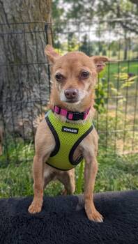 Honey -  Chihuahua Dog for Adoption in Sioux Falls, South Dakota - Honey | PetCurious