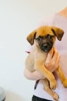 Rescue Chihuahua Dogs for Adoption in Jackson, Wyoming - Snowcone | PetCurious
