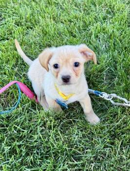 Joon -  Beagle Dog for Adoption in Plainfield, Illinois - Joon | PetCurious
