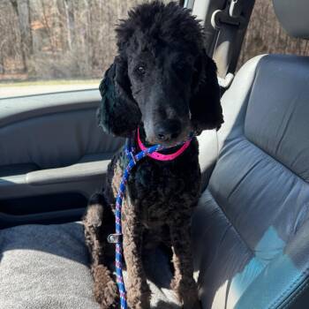 Standard Poodle Dogs Available for Adoption - Brie | PetCurious