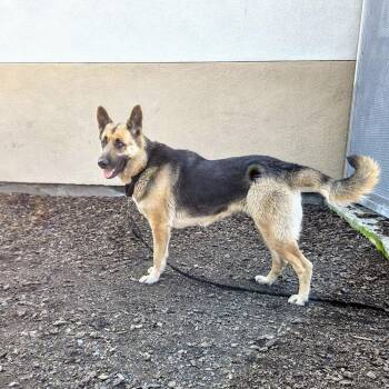 German Shepherd Dog Dogs Available for Adoption - Emilia | PetCurious