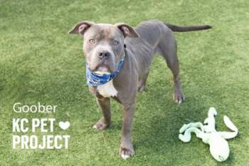 Pit Bull Terrier and Mixed Breed Dogs Available for Adoption in Kansas City, Missouri - Goober | PetCurious