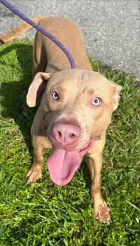 Herman -  Pit Bull Terrier and Mixed Breed Dog for Adoption in Savannah, Georgia - Herman | PetCurious
