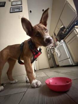 Ginger -  Australian Cattle Dog Blue Heeler and Terrier Dog for Adoption in Liverpool, Texas - Ginger | PetCurious