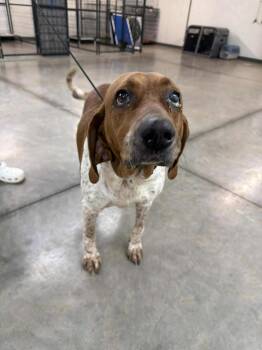 English Coonhound Dogs Available for Adoption in North Bay, Ontario - Lyra - Foster Me! | PetCurious