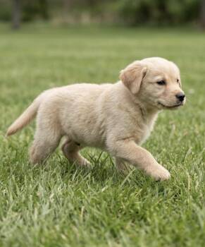 Golden Retriever Dogs Available for Adoption in Iron Ridge, Wisconsin - Scout | PetCurious