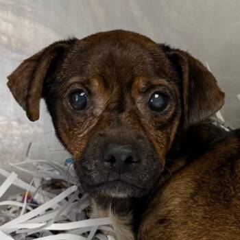 Whiskey -  Miniature Pinscher Dog for Adoption in Jacksonville, Arkansas - Whiskey | PetCurious