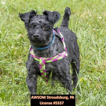 Louis Vuttone -  Yorkshire Terrier Dog for Adoption in Stroudsburg, Pennsylvania - Louis Vuttone | PetCurious
