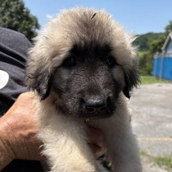 Faux-Hawk -  Great Pyrenees and Anatolian Shepherd Dog for Adoption in Jefferson City, Tennessee - Faux-Hawk | PetCurious