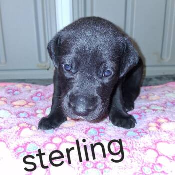 STERLING 1753 -  Great Dane Dog for Adoption in Loxahatchee Groves, Florida - STERLING 1753 | PetCurious