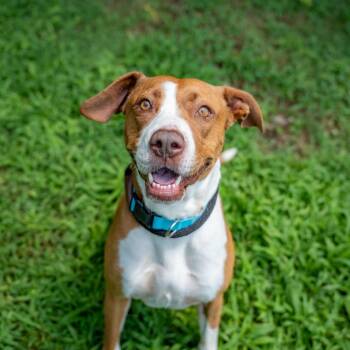 Lily -  Mixed Breed Dog for Adoption in Gainesville, Georgia - Lily | PetCurious