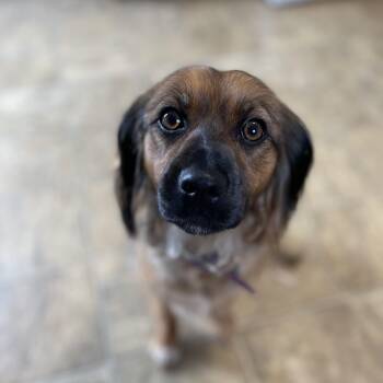 Rescue Spaniel and Mixed Breed Dogs for Adoption in Oxford, Michigan - Tina | PetCurious