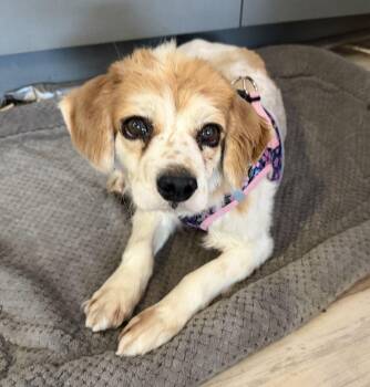 Spaniel Dogs Available for Adoption - Emily | PetCurious