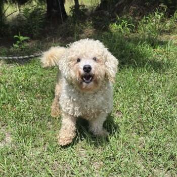 Teddi -  Poodle Dog for Adoption in Foley, Alabama - Teddi | PetCurious