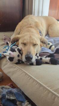 Labrador Retriever Dogs Available for Adoption in Hudson, Massachusetts - Luna | PetCurious