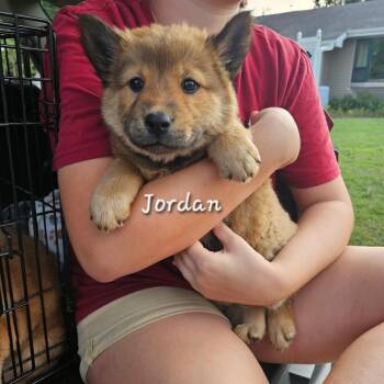 Jordan -  Australian Cattle Dog Blue Heeler and Chow Chow Dog for Adoption in Tomah, Wisconsin - Jordan | PetCurious