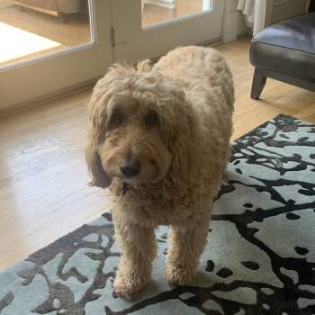 Poodle and Golden Retriever Dogs Available for Adoption in St. Louis, Missouri - Faye | PetCurious