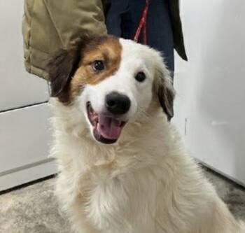 Hank -  Australian Shepherd Dog for Adoption in Scottsburg, Indiana - Hank | PetCurious