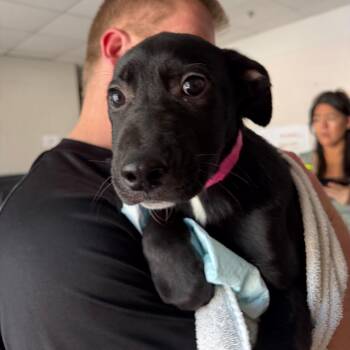 Mixed Breed Dogs Available for Adoption in Walker, Michigan - Cupid | PetCurious