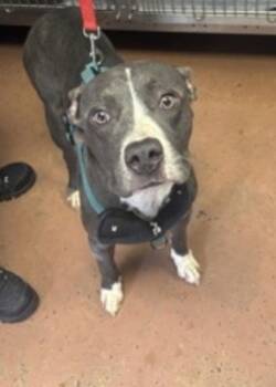 Rescue Mixed Breed Dogs for Adoption in West Chester, Pennsylvania - Jace | PetCurious