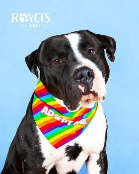 GARGOYLE -  Pit Bull Terrier Dog for Adoption in West Valley City, Utah - GARGOYLE | PetCurious