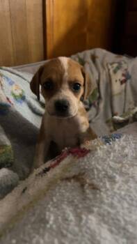 Boxer Dogs Available for Adoption - Twig | PetCurious