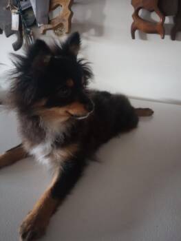 Roamer -  Pomeranian Dog for Adoption in Warrenton, Missouri - Roamer | PetCurious