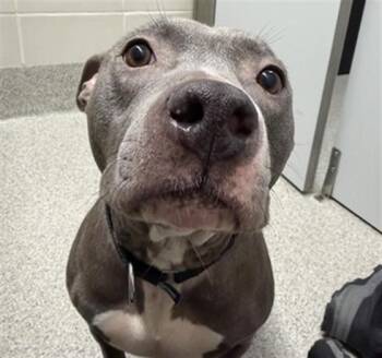 Boxer and Mixed Breed Dogs Available for Adoption - ZENA | PetCurious