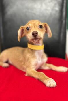 Mixed Breed Dogs Available for Adoption in Thousand Oaks, California - Rhanda | PetCurious