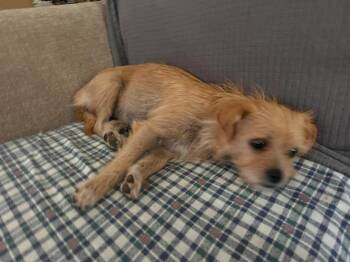 Cairn Terrier Dogs Available for Adoption in Aurora, Indiana - Lil Faith | PetCurious
