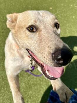Darby -  Mixed Breed Dog for Adoption in Wichita, Kansas - Darby | PetCurious