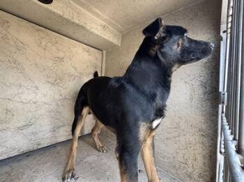German Shepherd Dog and Mixed Breed Dogs Available for Adoption in Oklahoma City, Oklahoma - A473572 | PetCurious