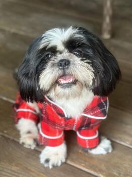 Shih Tzu Dogs Available for Adoption in Humble, Texas - Georgie Porgie | PetCurious