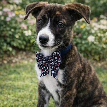 Catahoula Leopard Dog and Husky Dogs Available for Adoption in Lucas, Texas - Felix | PetCurious