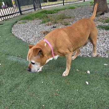 Shakira -  Mixed Breed Dog for Adoption in Memphis, Tennessee - Shakira | PetCurious