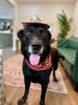 Lucky Bigelow Legend -  German Shepherd Dog and Dutch Shepherd Dog for Adoption in Friendswood, Texas - Lucky Bigelow Legend | PetCurious