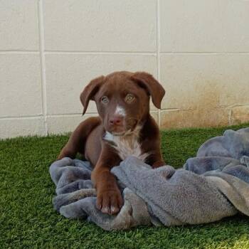 R169009 FENDER -  Mixed Breed Dog for Adoption in Port Washington, New York - R169009 FENDER | PetCurious