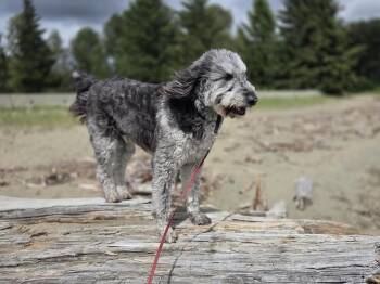 Ozzy -  Aussiedoodle Dog for Adoption in Cranbrook, British Columbia - Ozzy | PetCurious
